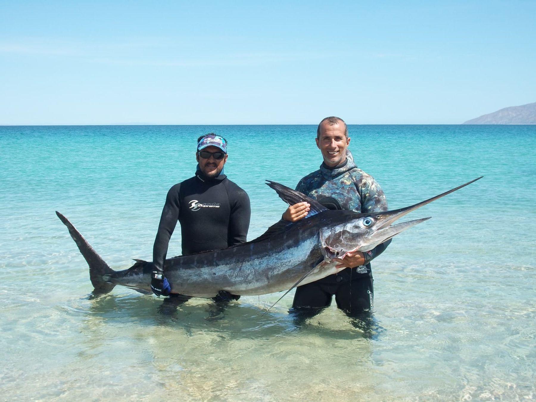 Spearfished marlin caught with Baja Mosquito Fleet in La Paz, Mexico