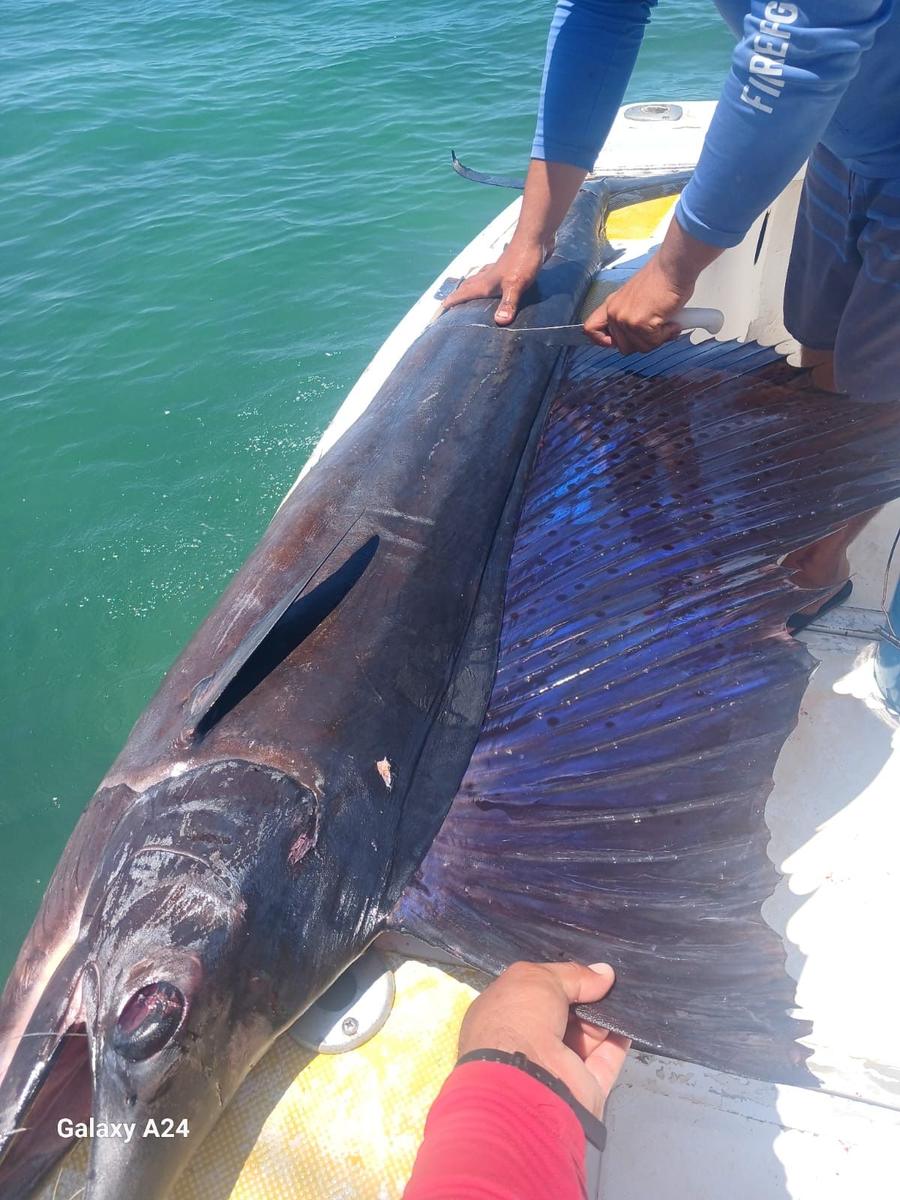 Sailfish close-up caught with Baja Mosquito Fleet in La Paz, Mexico