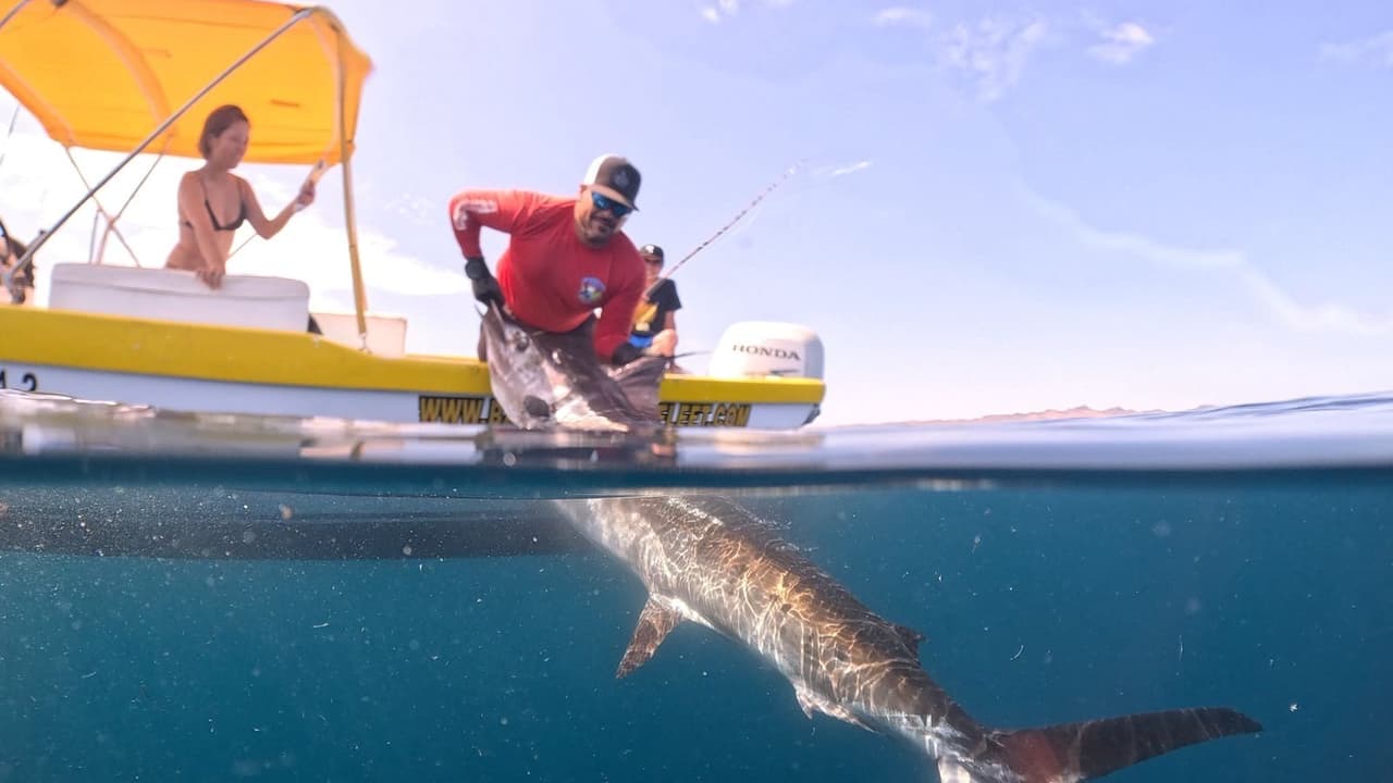 Underwater spearfishing caught with Baja Mosquito Fleet in La Paz, Mexico