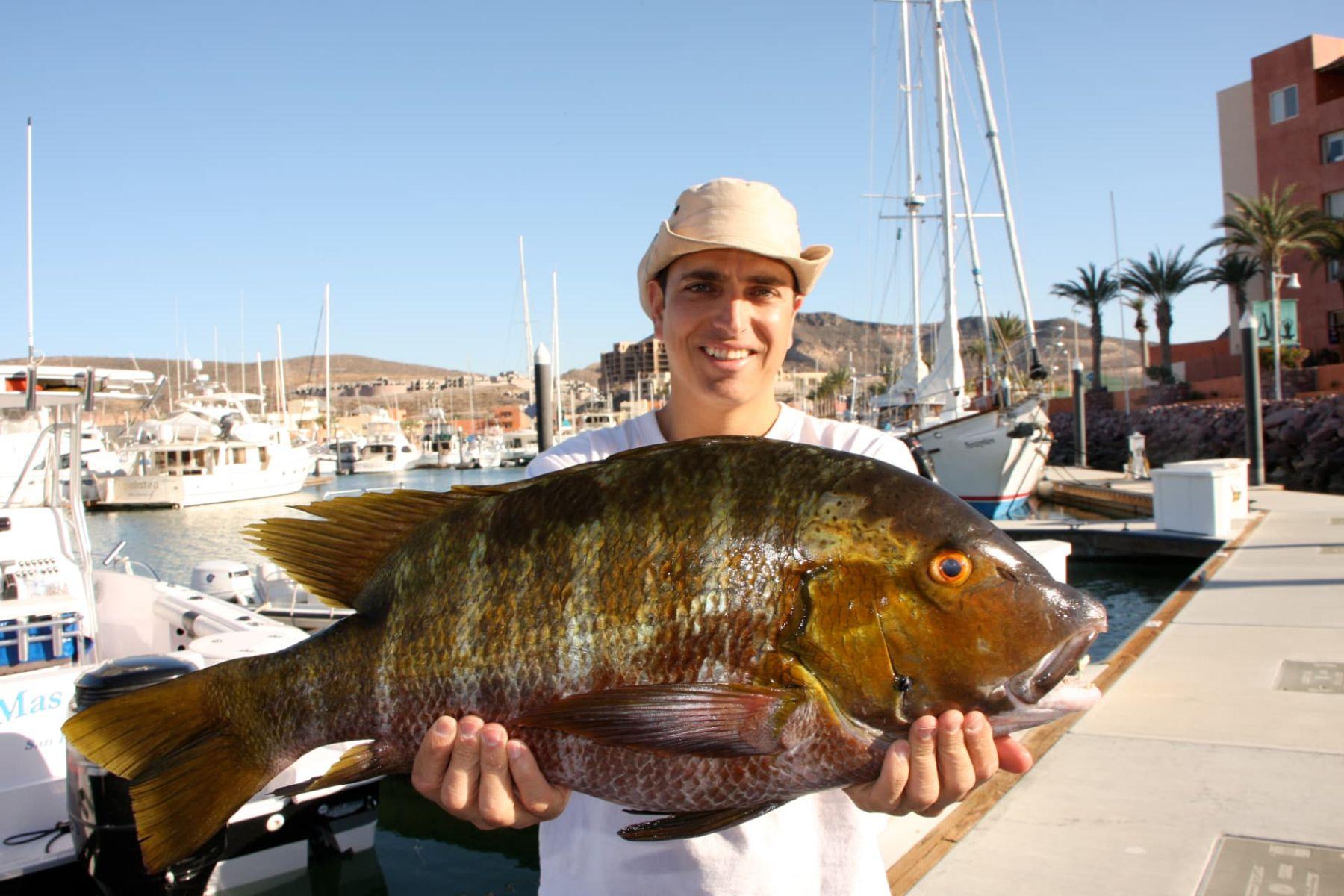 Pargo at the dock caught with Baja Mosquito Fleet in La Paz, Mexico