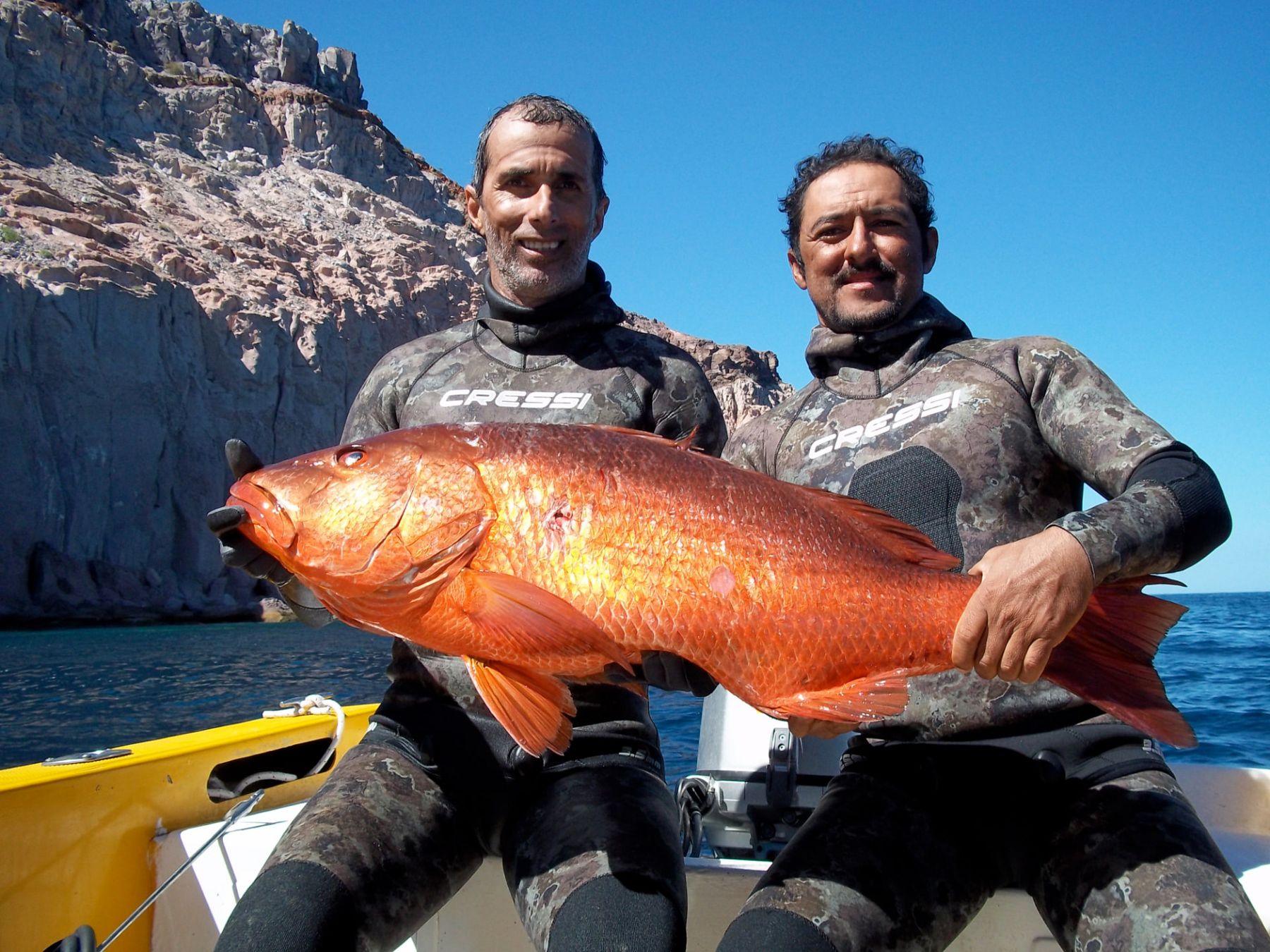Pargo (Snapper) (Lutjanus spp.) caught fishing in La Paz, Baja California Sur
