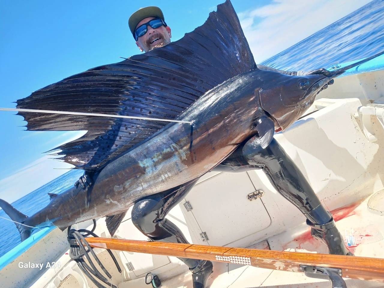 Sailfish (Istiophorus platypterus) caught fishing in La Paz, Baja California Sur