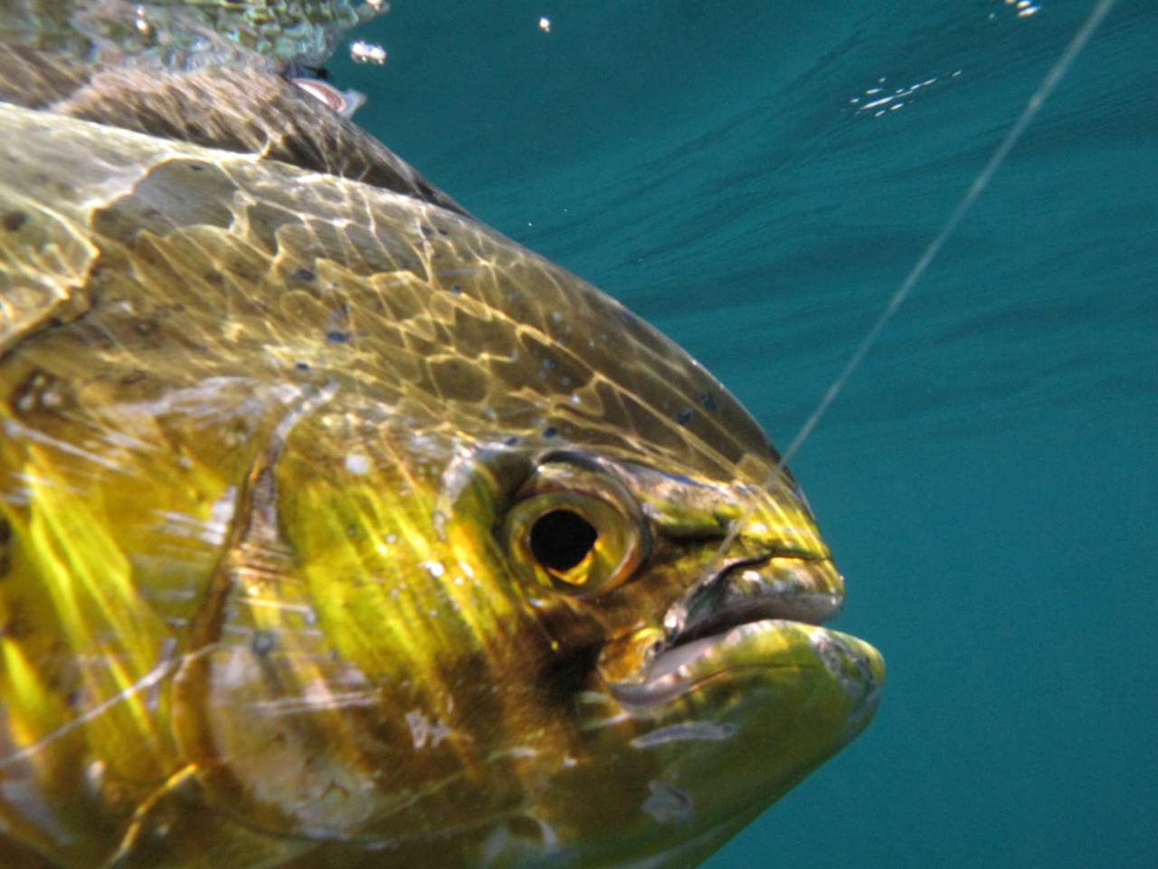 Dorado (Mahi-Mahi) fishing photo, La Paz Mexico