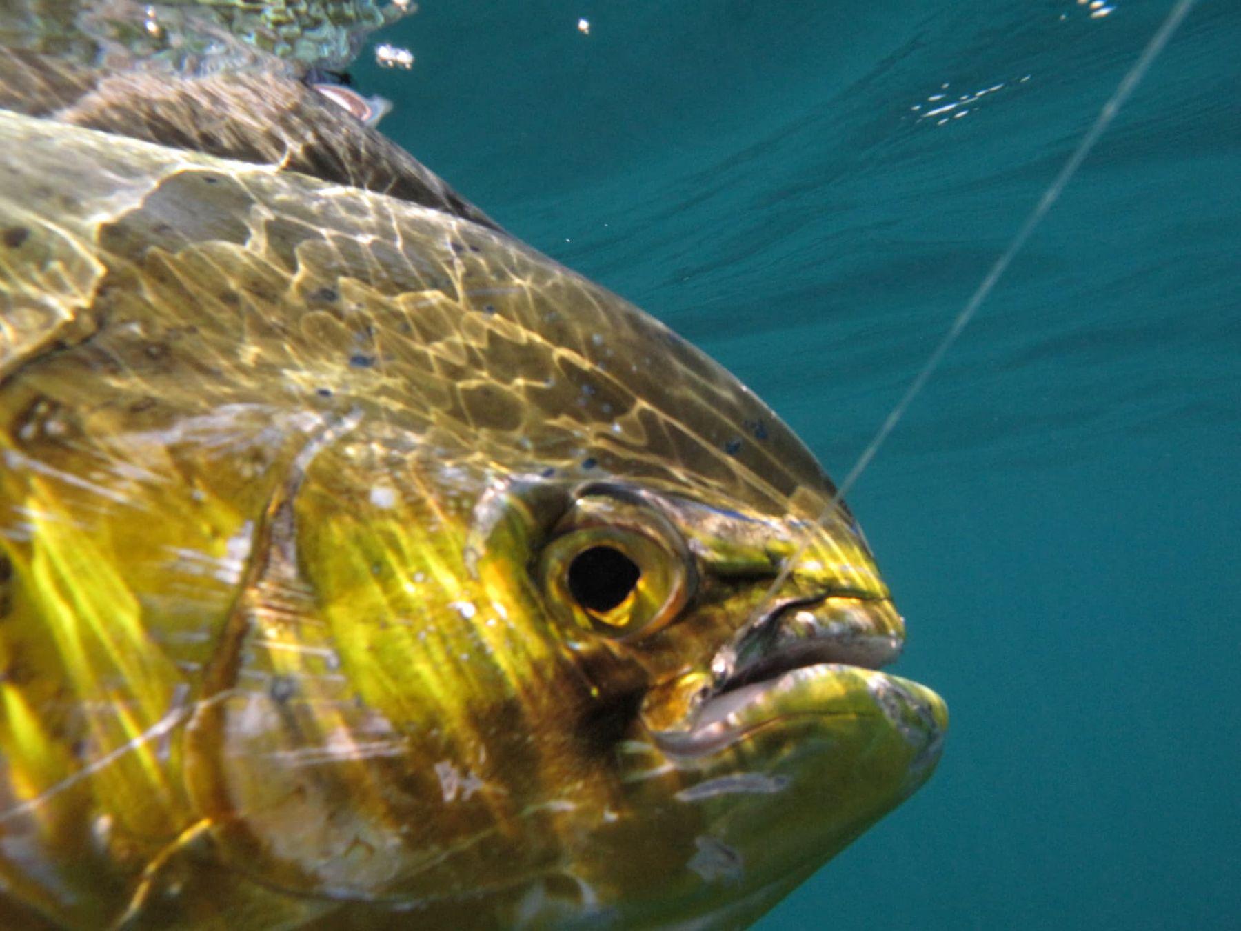 Dorado underwater caught with Baja Mosquito Fleet in La Paz, Mexico