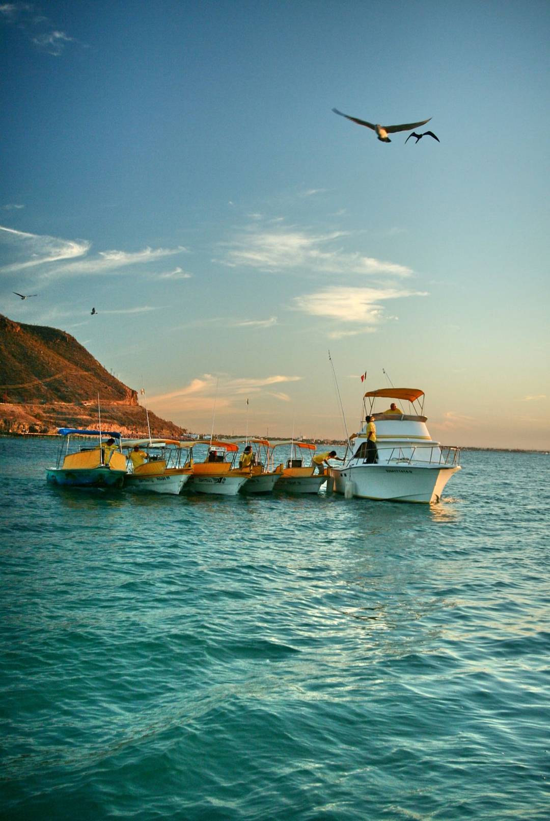 Super pangas moored in a row — Baja Mosquito Fleet, La Paz