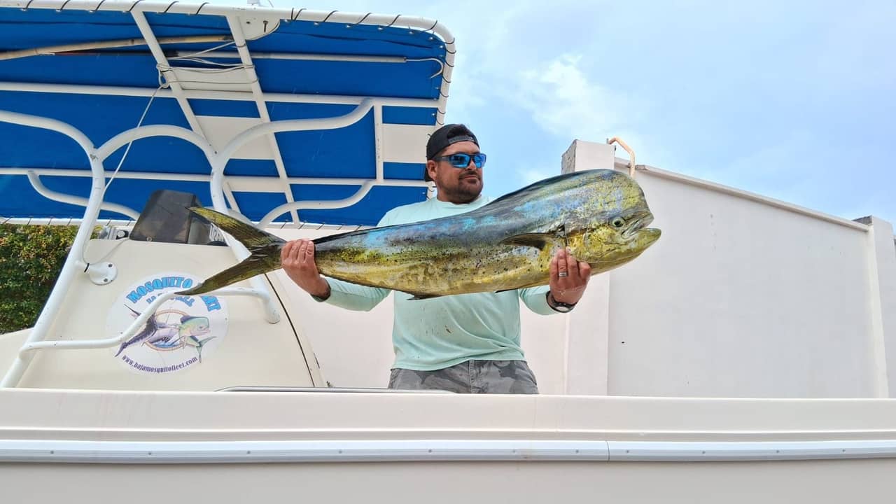 Yellowtail on deck caught with Baja Mosquito Fleet in La Paz, Mexico