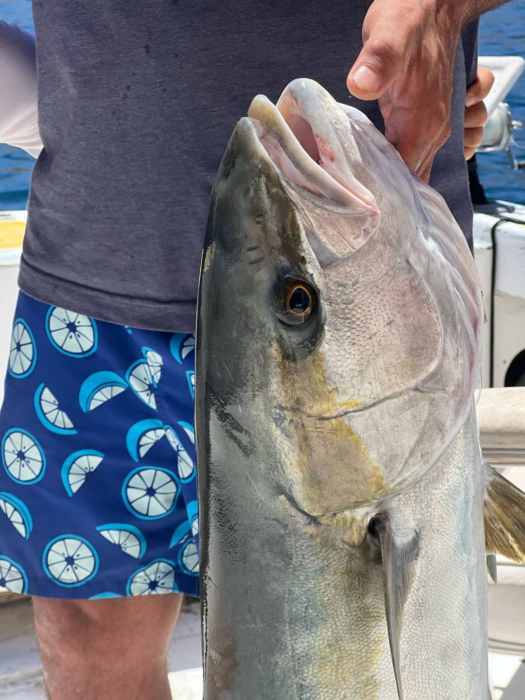 Yellowtail close-up caught with Baja Mosquito Fleet in La Paz, Mexico