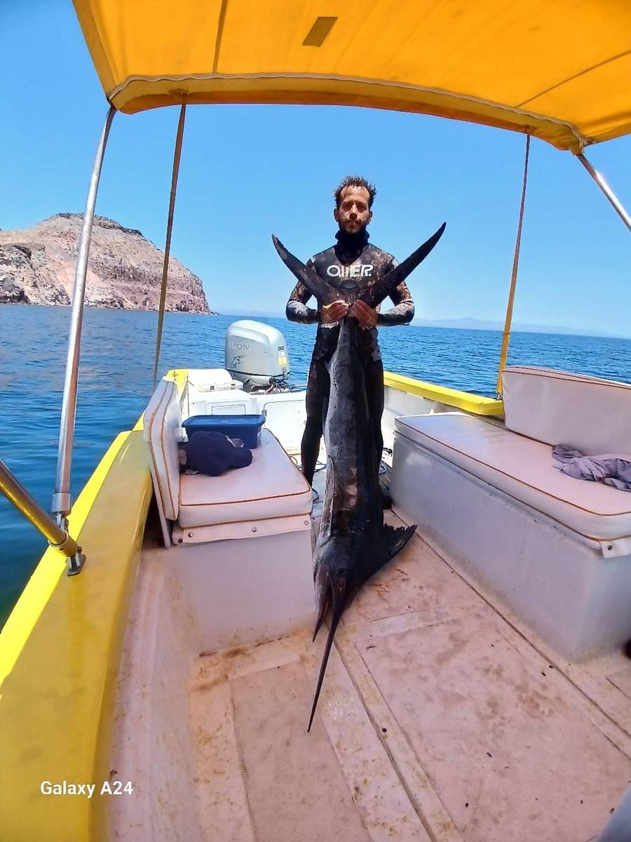Spearfished marlin aboard caught with Baja Mosquito Fleet in La Paz, Mexico