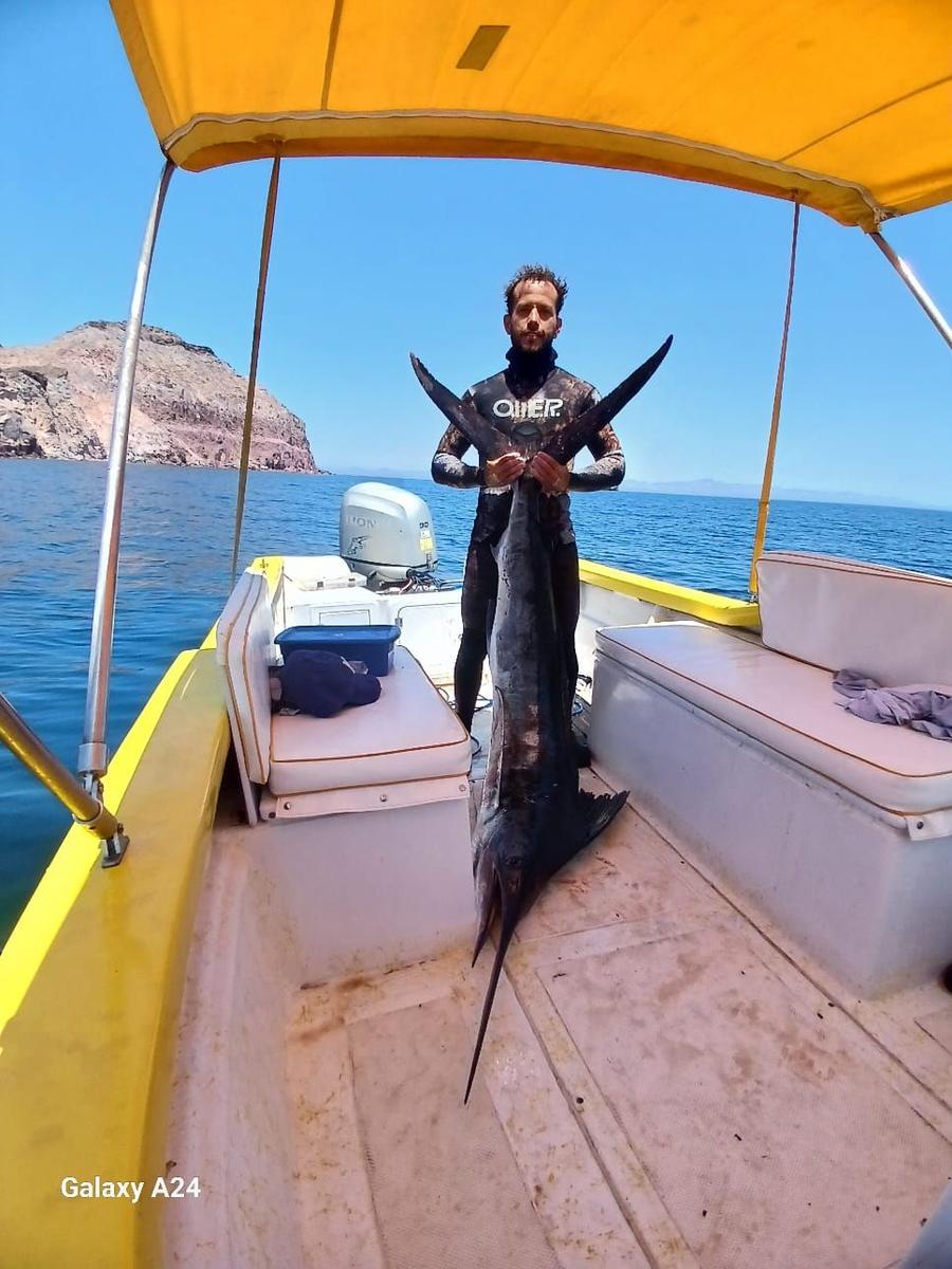 Spearfished marlin aboard caught with Baja Mosquito Fleet in La Paz, Mexico