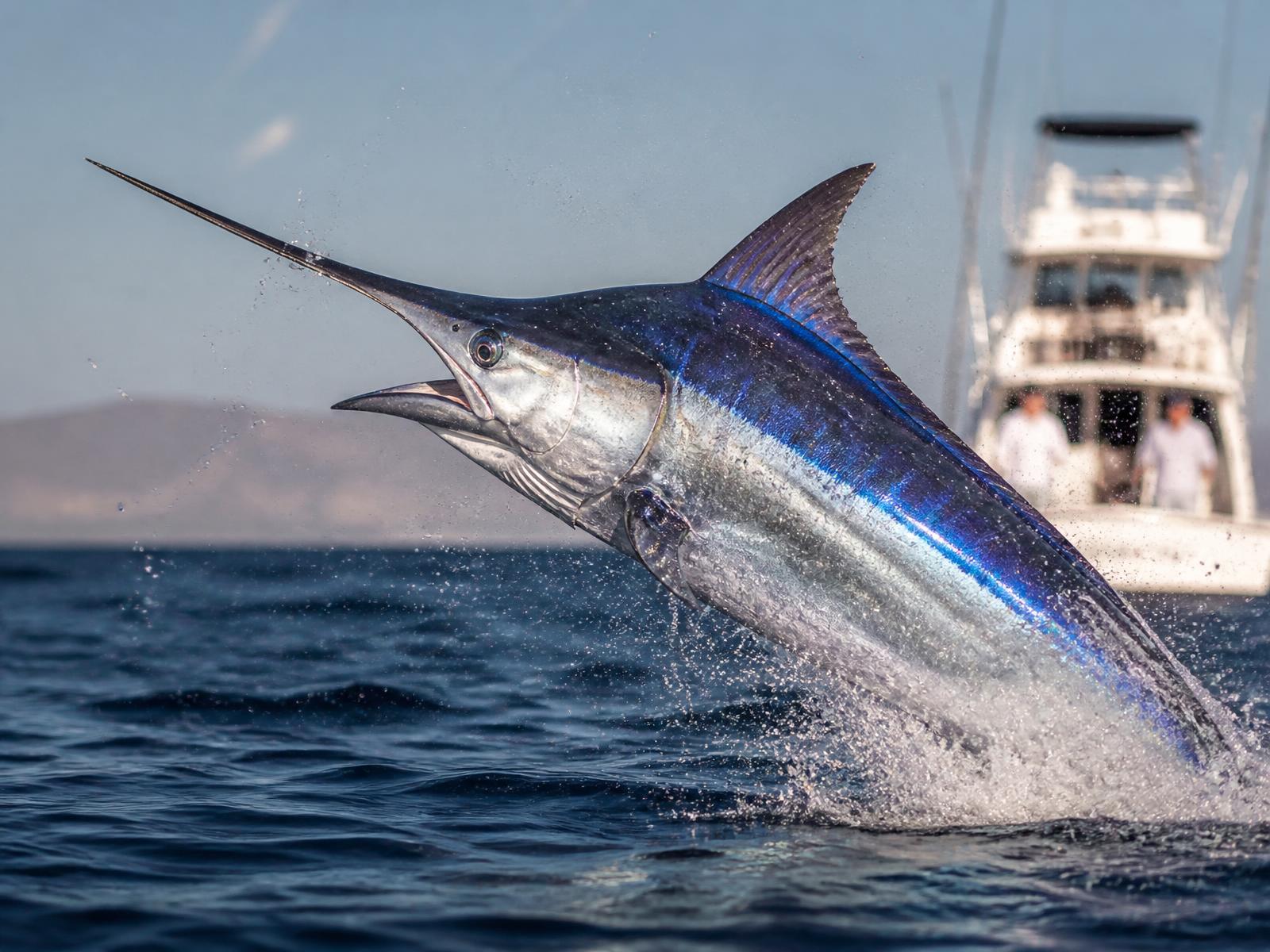 Blue Marlin (Makaira nigricans) caught fishing in La Paz, Baja California Sur